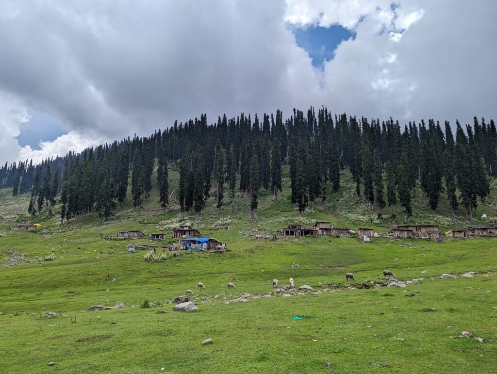 A vibrant green hillside in Bangus Valley featuring scattered wooden huts, grazing livestock, and a dense forest of tall pine trees.