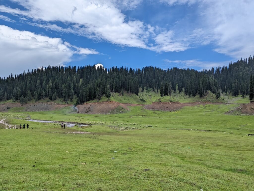 A wide view of an expansive green meadow with a line of tall pine trees on a hill under a partly cloudy blue sky.