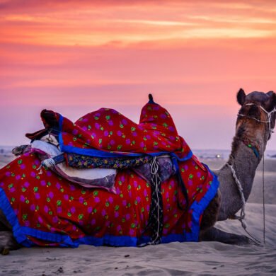 Camel in Jaisalmer