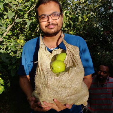 Apple Plucking Narkanda