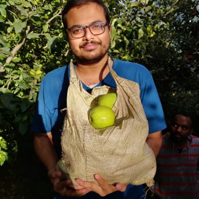 Apple Plucking Narkanda