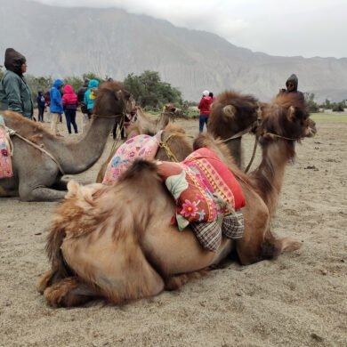 Bactrian Camel