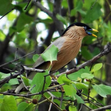 Brahminy Myna Bharatpur
