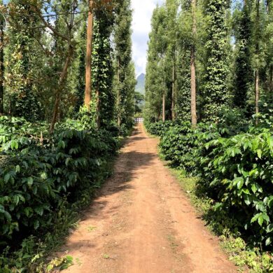 Coffee Plantations Chikmagalur