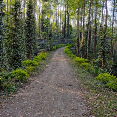 Coffee Plantations Yercaud