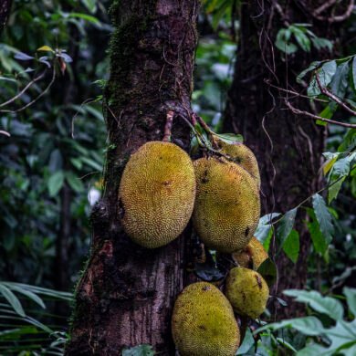 Jackfruit Tree