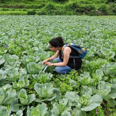 Organic Farming Himalayas