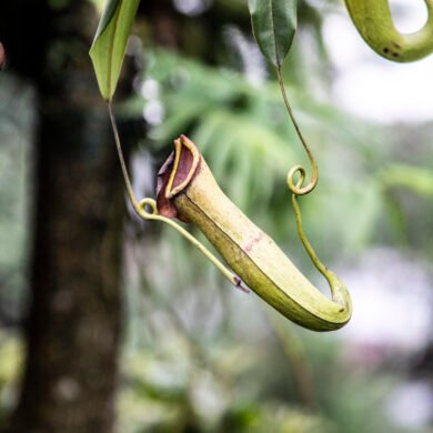 Pitcher Plant Mawlynnong