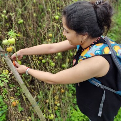 Tomato Plucking