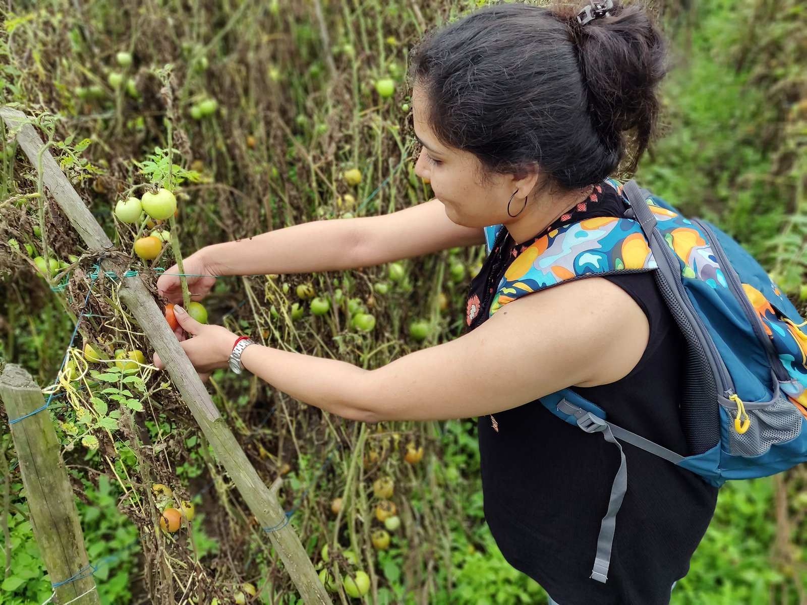 Tomato Plucking