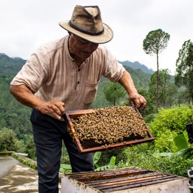 Bee-Keeping