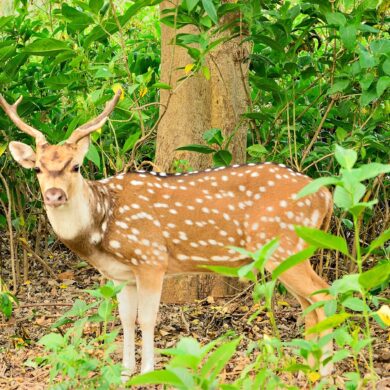 Deer in Bhadra Tiger Reserve