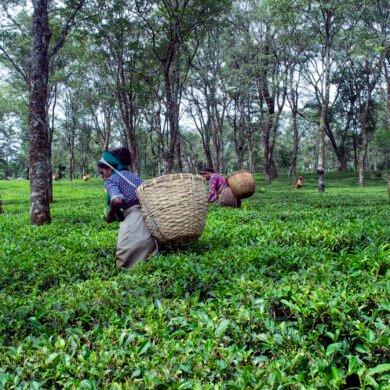 Palampur Tea Estate