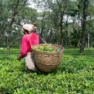 Palampur Tea Garden