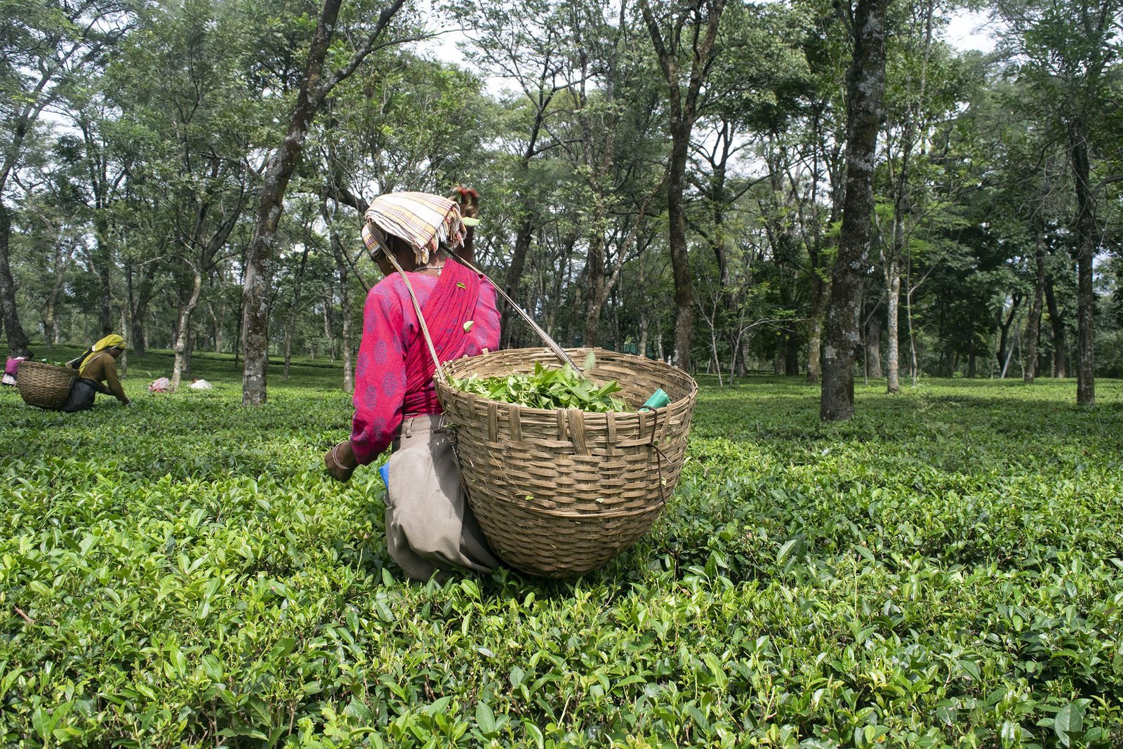 Palampur Tea Garden