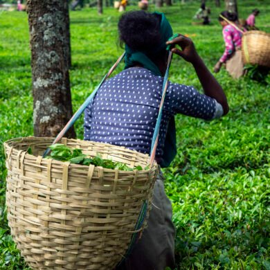 Tea Estate Palampur