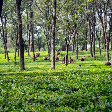 Tea Garden Palampur