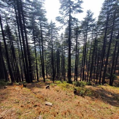 Moila Bugyal Trek
