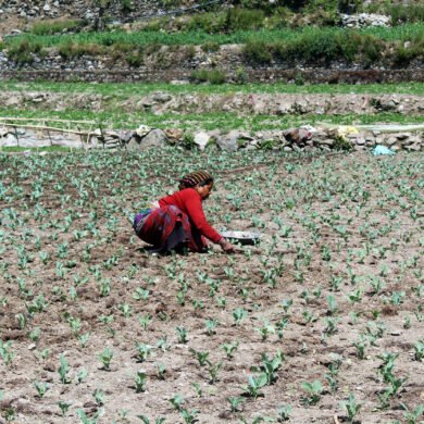 Organic Vegetable Farm
