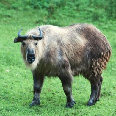 Takin Bhutan