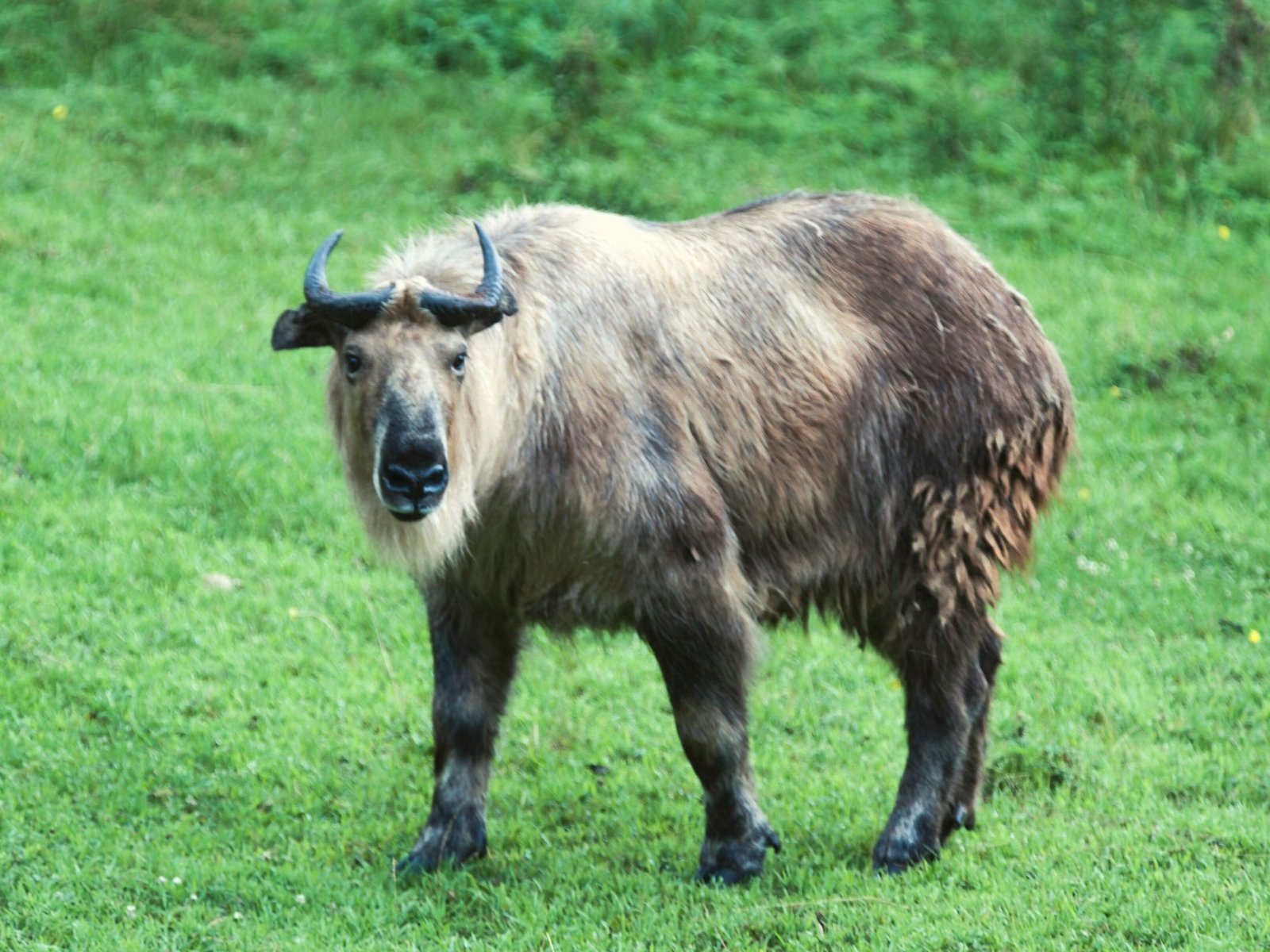 Takin Bhutan