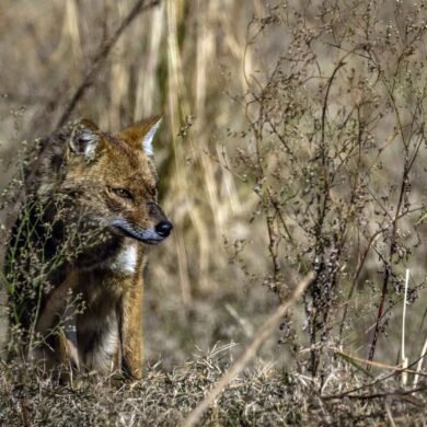 Jackal