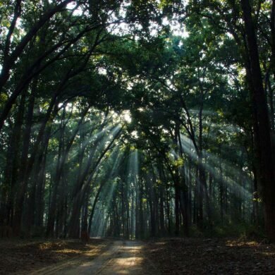 Jim Corbett Morning