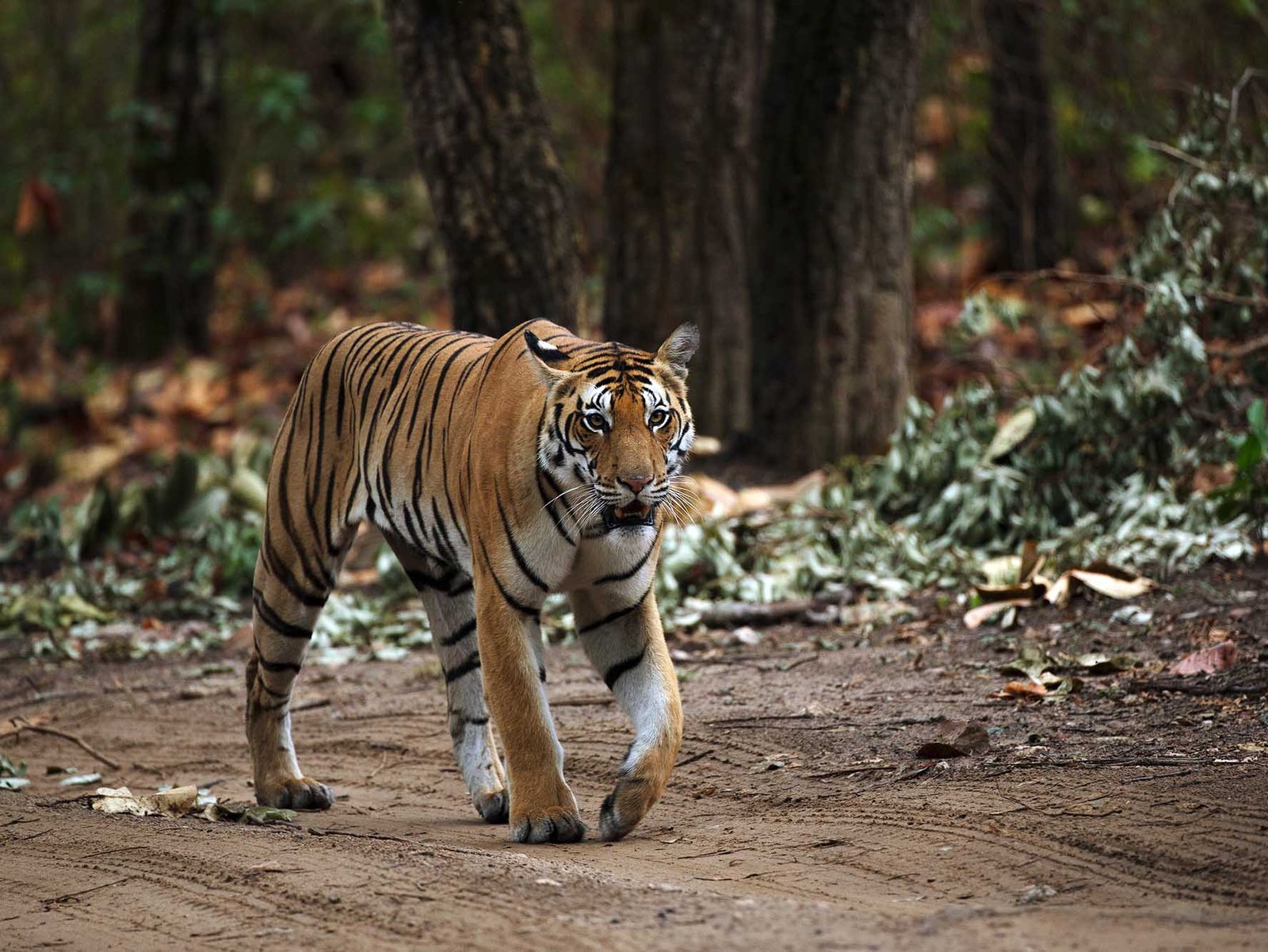 Tiger strolling jim