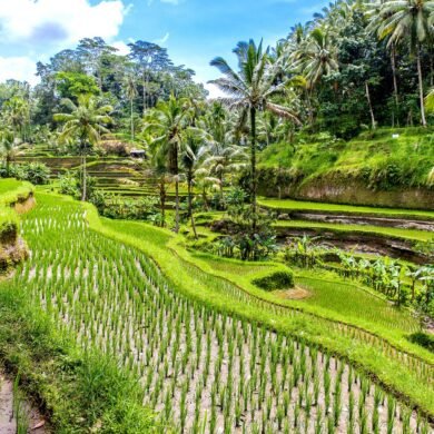 Coffee Plantation Ubud