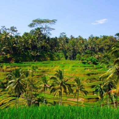 Tegalalang Rice Terrace