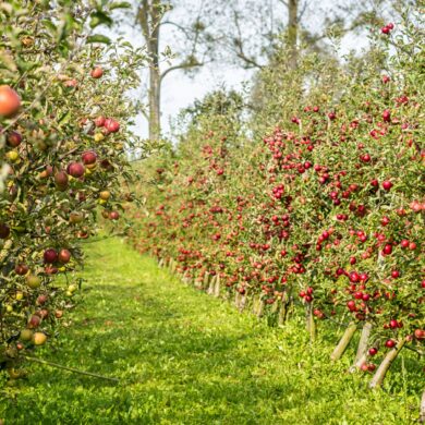Apple Orchard Kashmir