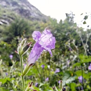 Valley of Flowers Ghangria