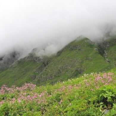 Valley of Flowers National Park