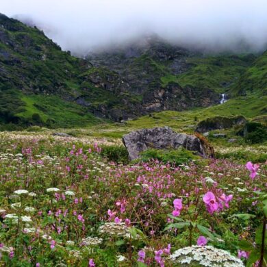 Valley of Flowers National Park Scenery