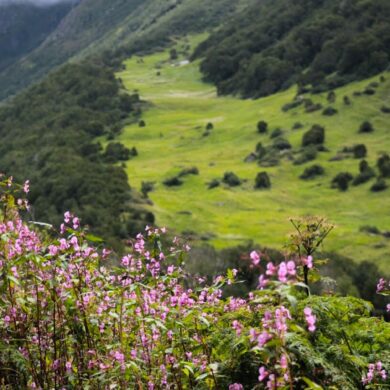 Valley of Flowers National Park_1