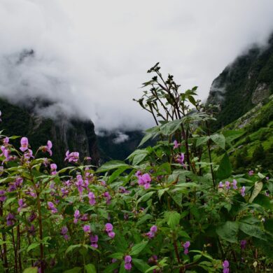 Valley of Flowers_1
