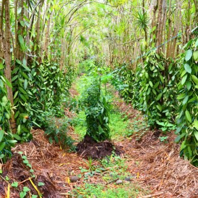 Spice Plantation Goa