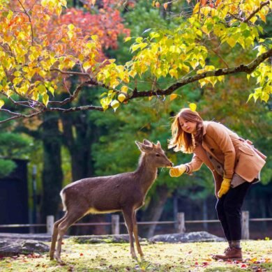 Nara Deer Park