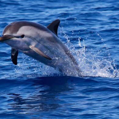 Dolphin Sights