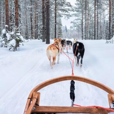 Husky Sled Ride