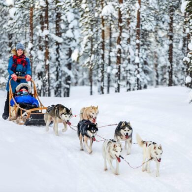 Husky Sleigh Ride