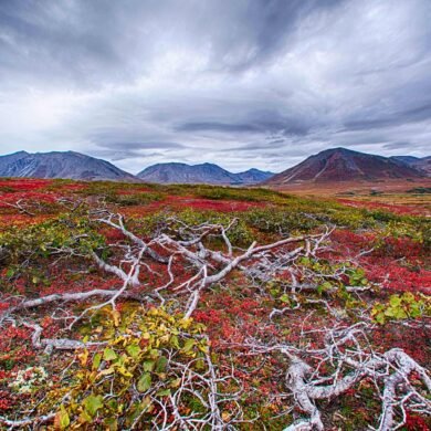 Tundra Arctic Biome